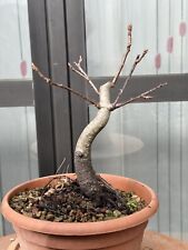 Quercia americana bonsai usato  Italia