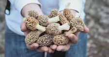 Morel Mushroom Spores in Sawdust Bag Garden Grow Kit Makes 5 gal FREE SHIPPING for sale  Shipping to South Africa