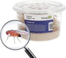Fruit fly large for sale  CHESTERFIELD