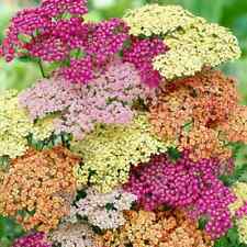2800 seeds yarrow for sale  READING