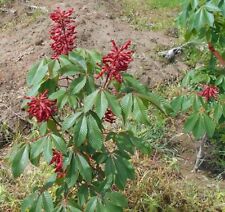 Red buckeye tree for sale  Mount Vernon