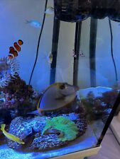 Marine fish live for sale  DAGENHAM