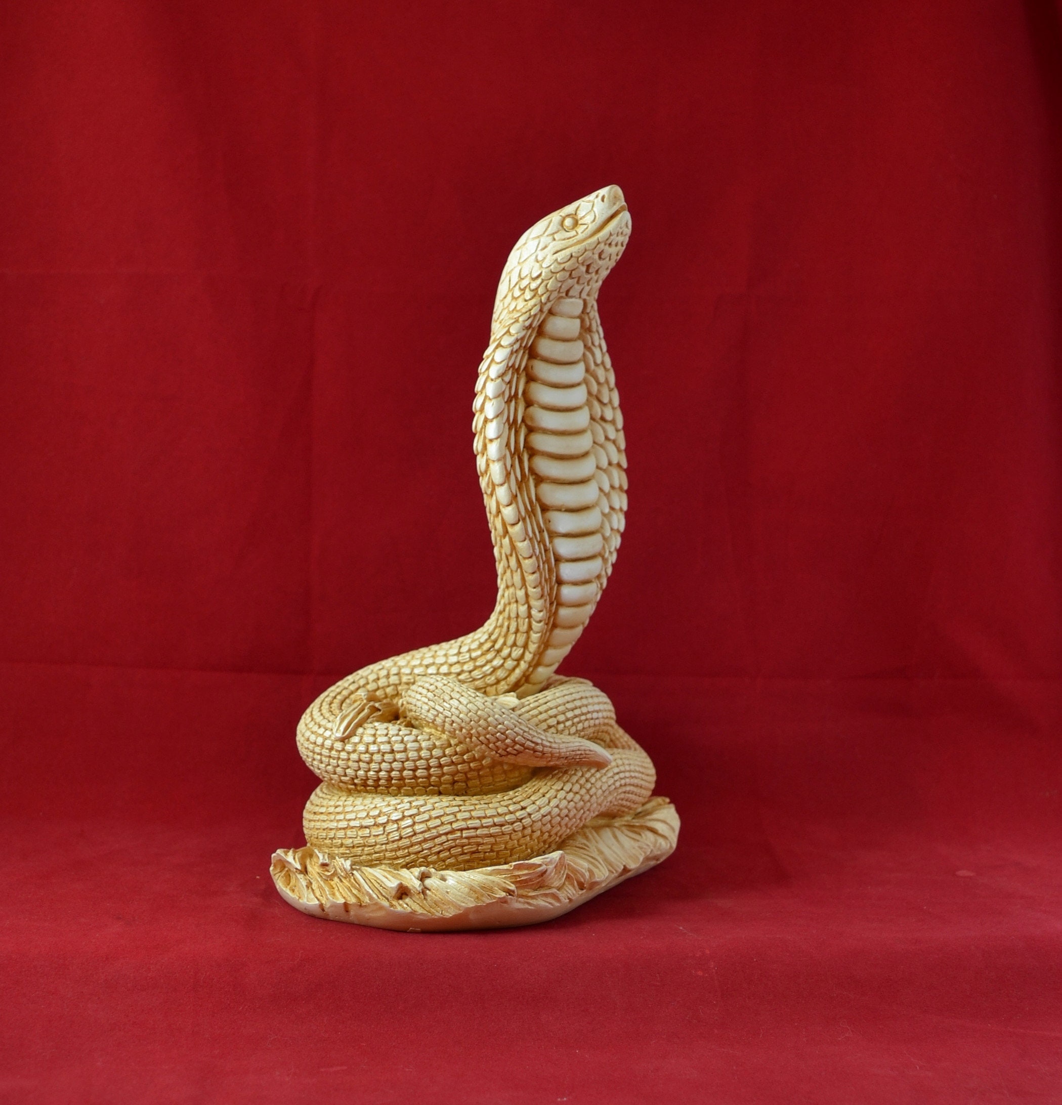 Cobra snake aged for sale  