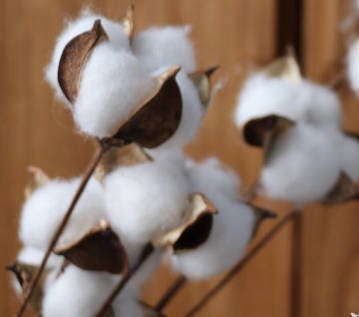 30pcs natural cotton for sale  