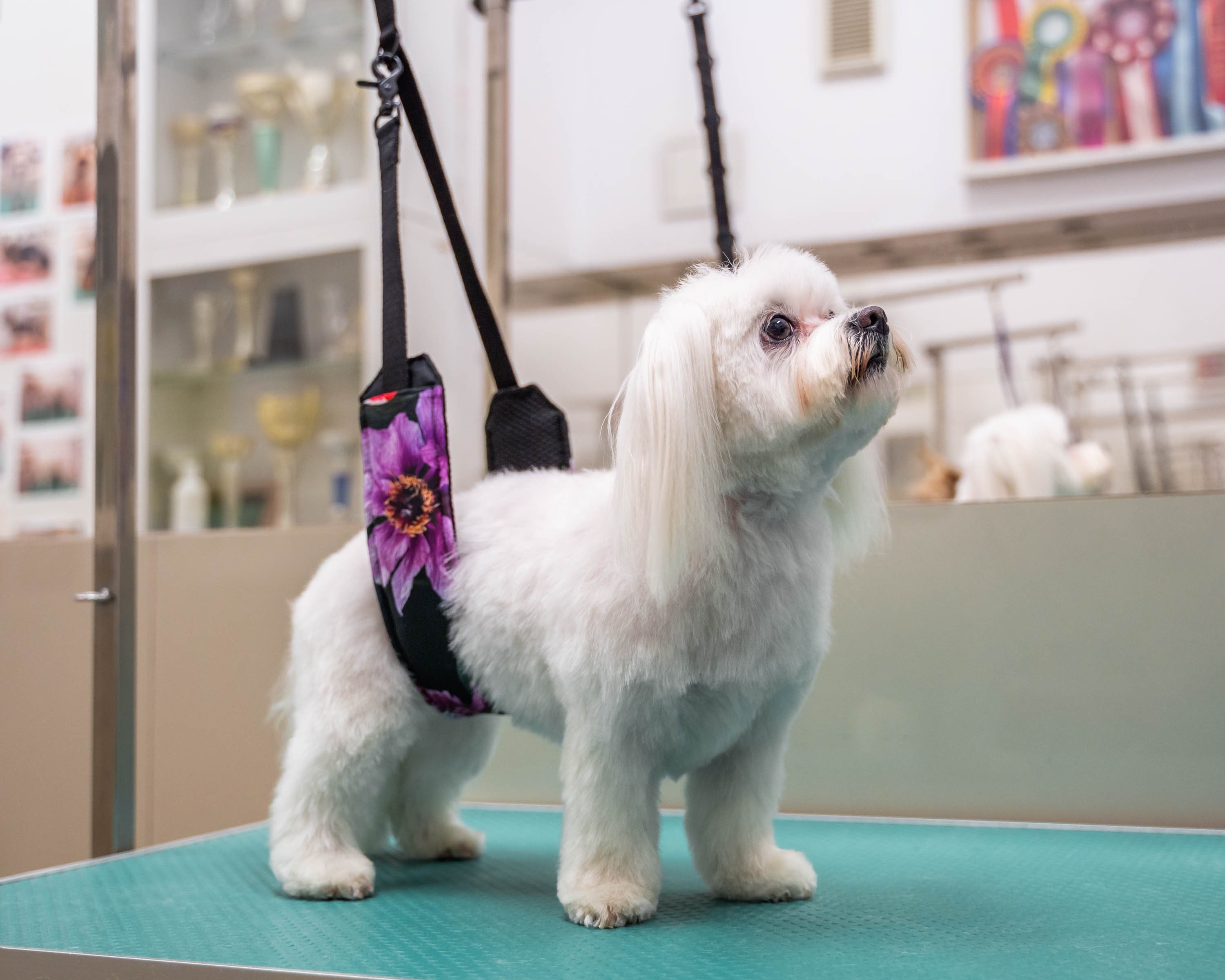 Grooming Dog Equipment for sale 90 ads for used Grooming Dog Equipments