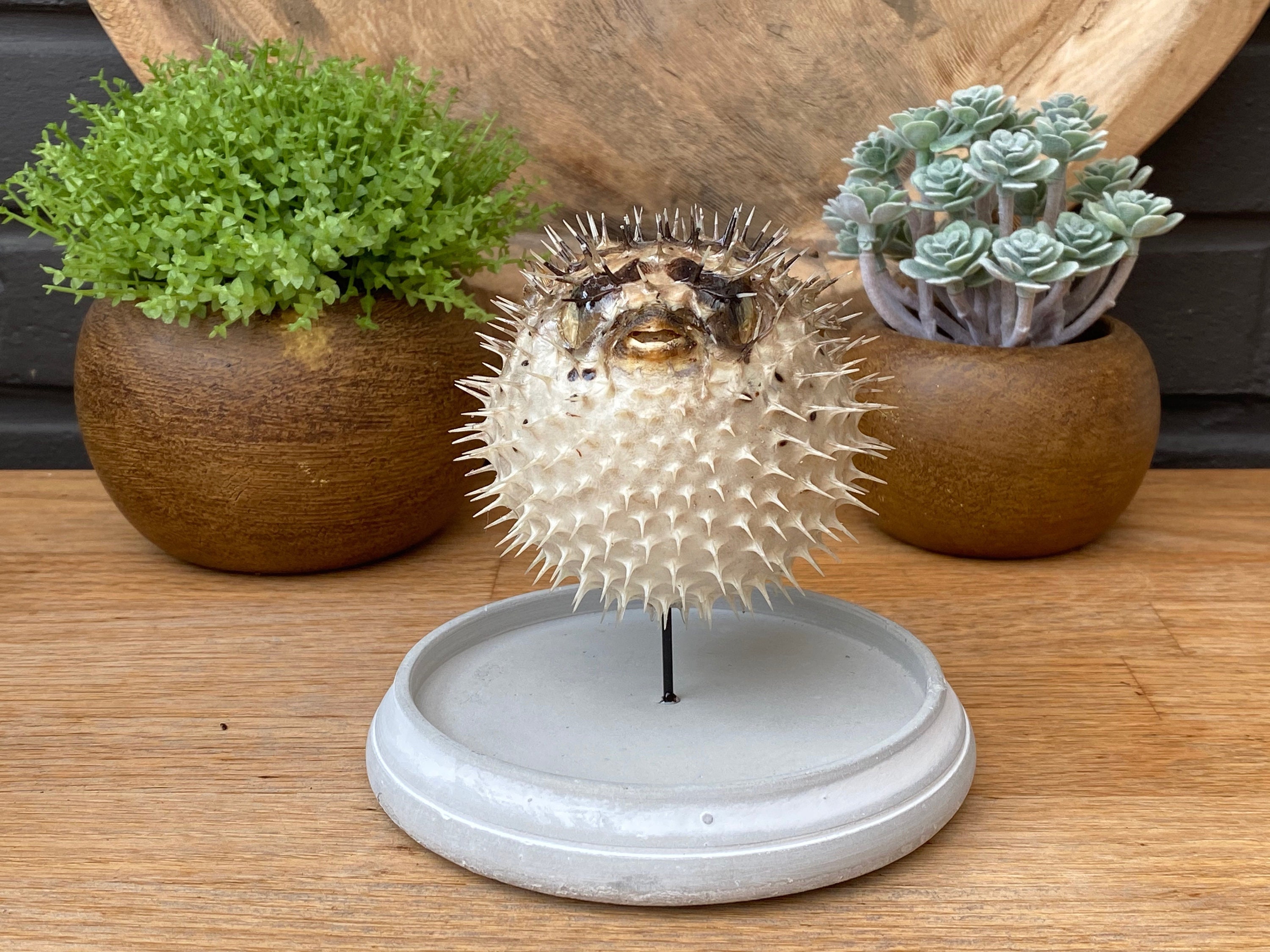 Porcupine fish bell for sale  