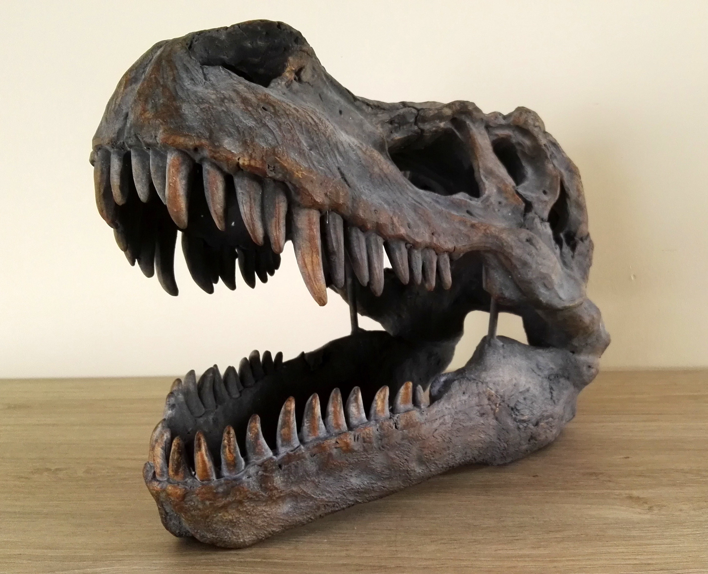 Large rex skull for sale  