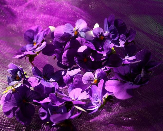 Viola odorata sweet for sale  