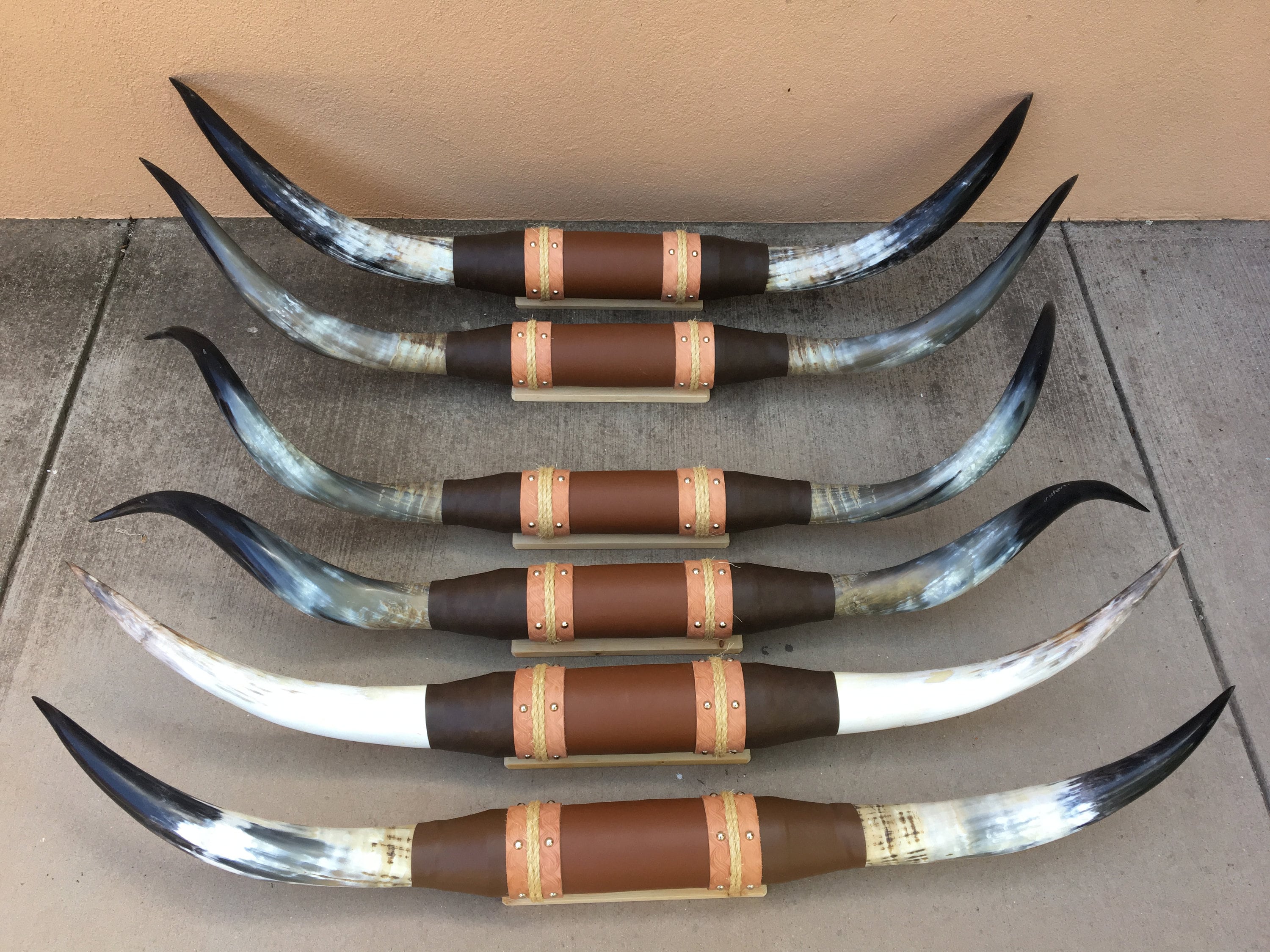 Genuine Horns Steer Mounted for sale 90 ads for used Genuine Horns