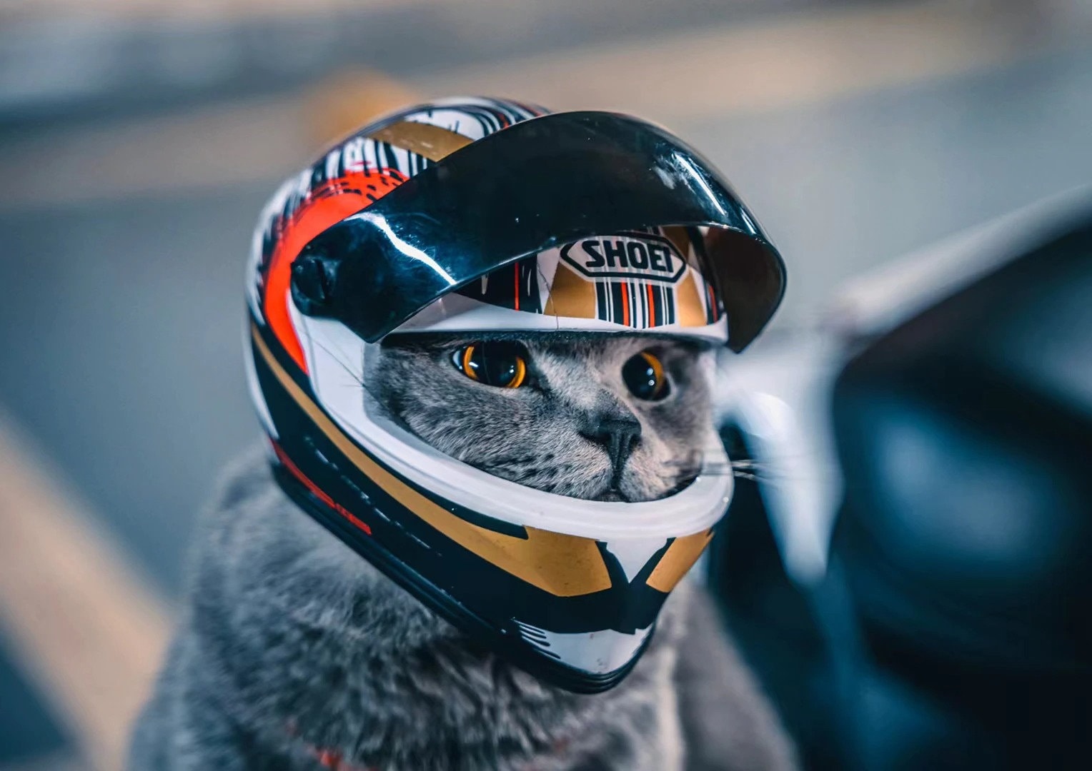 Pet helmets cat for sale  
