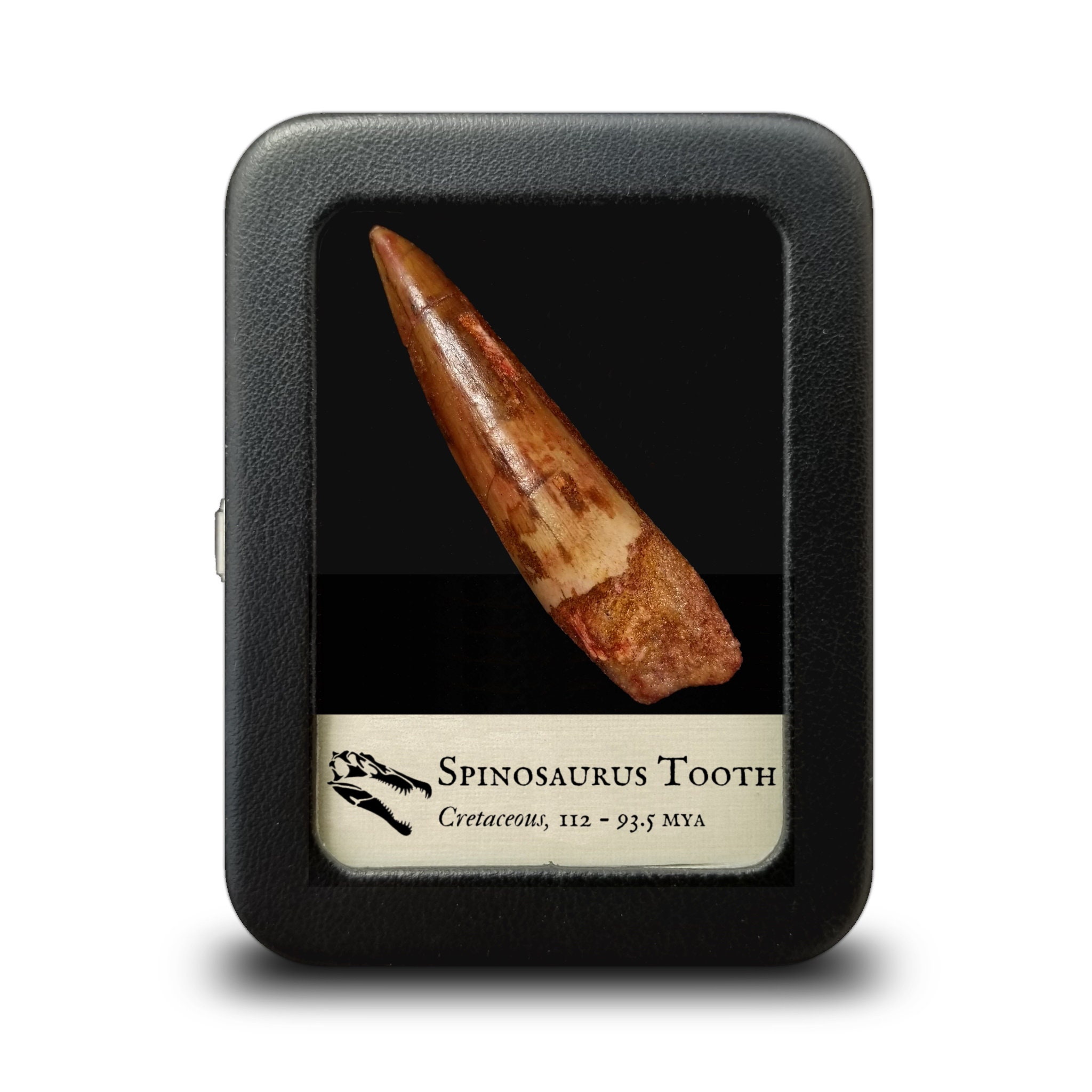 Real spinosaurus tooth for sale  