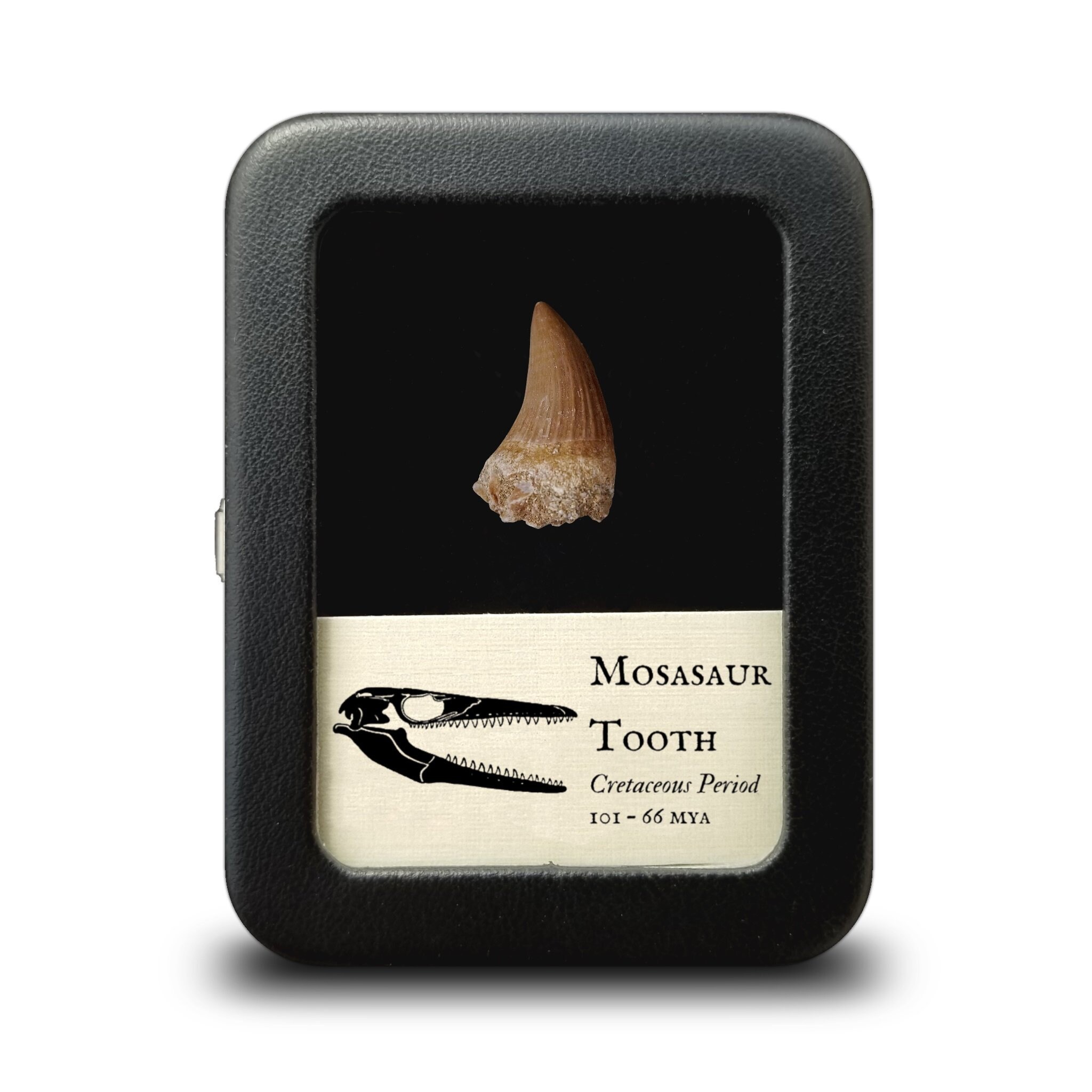 Real mosasaur tooth for sale  