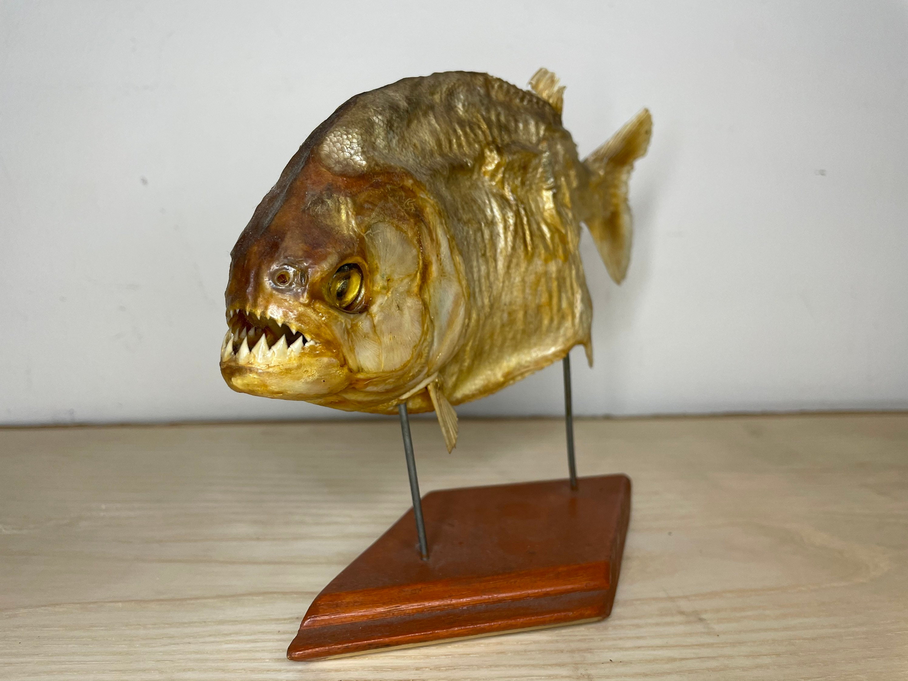 Piranha for sale  