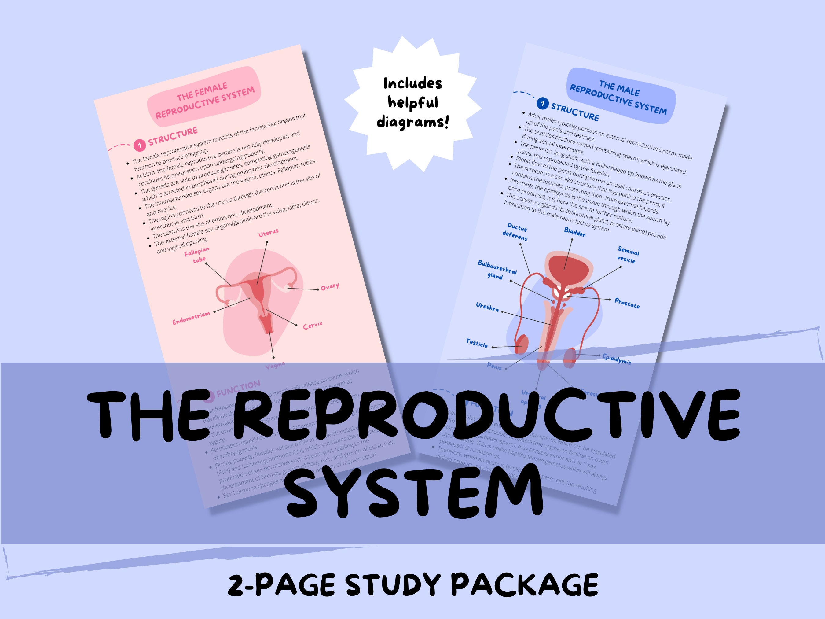 The reproductive system for sale  