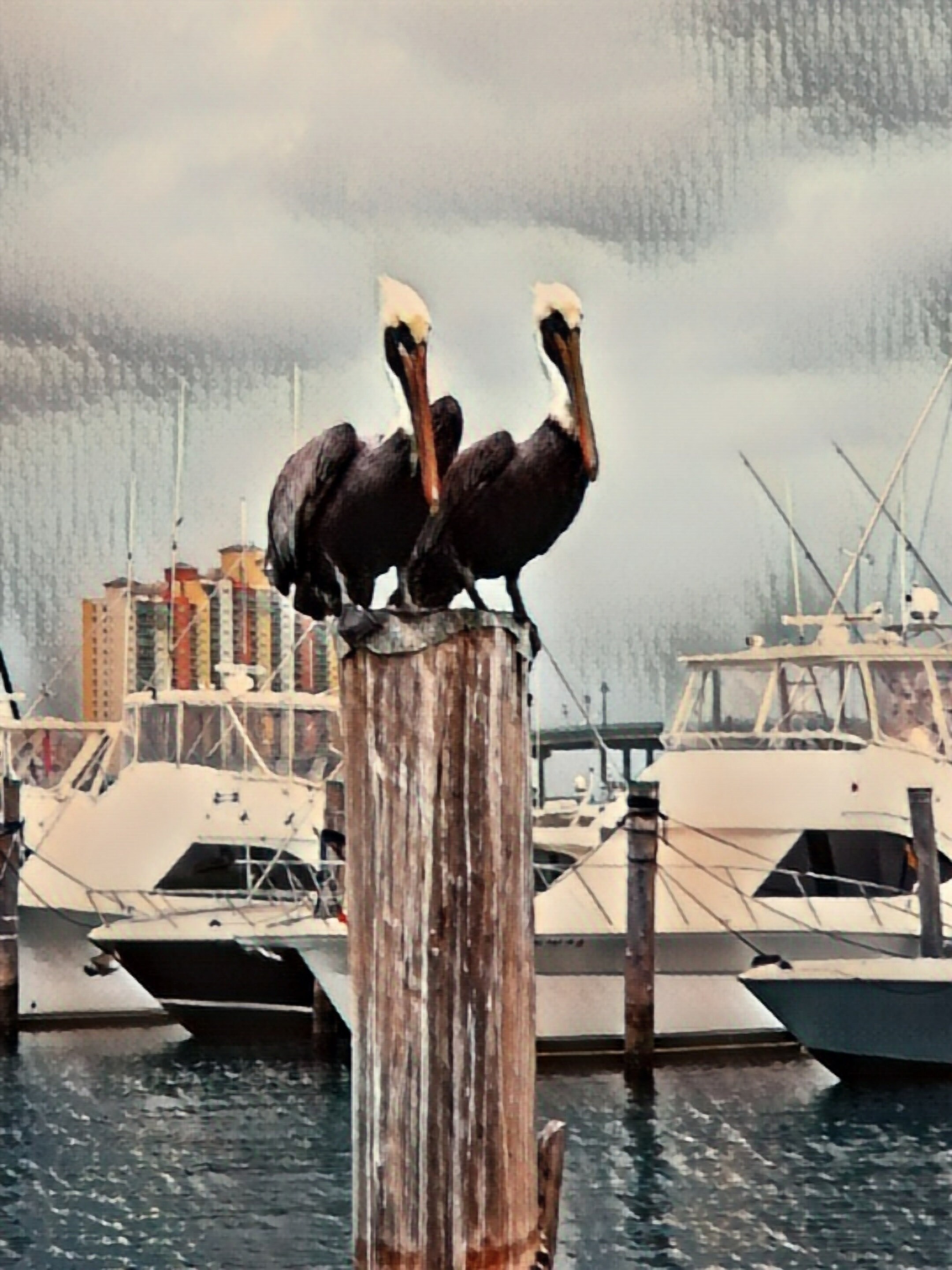 Pelican piling digital for sale  
