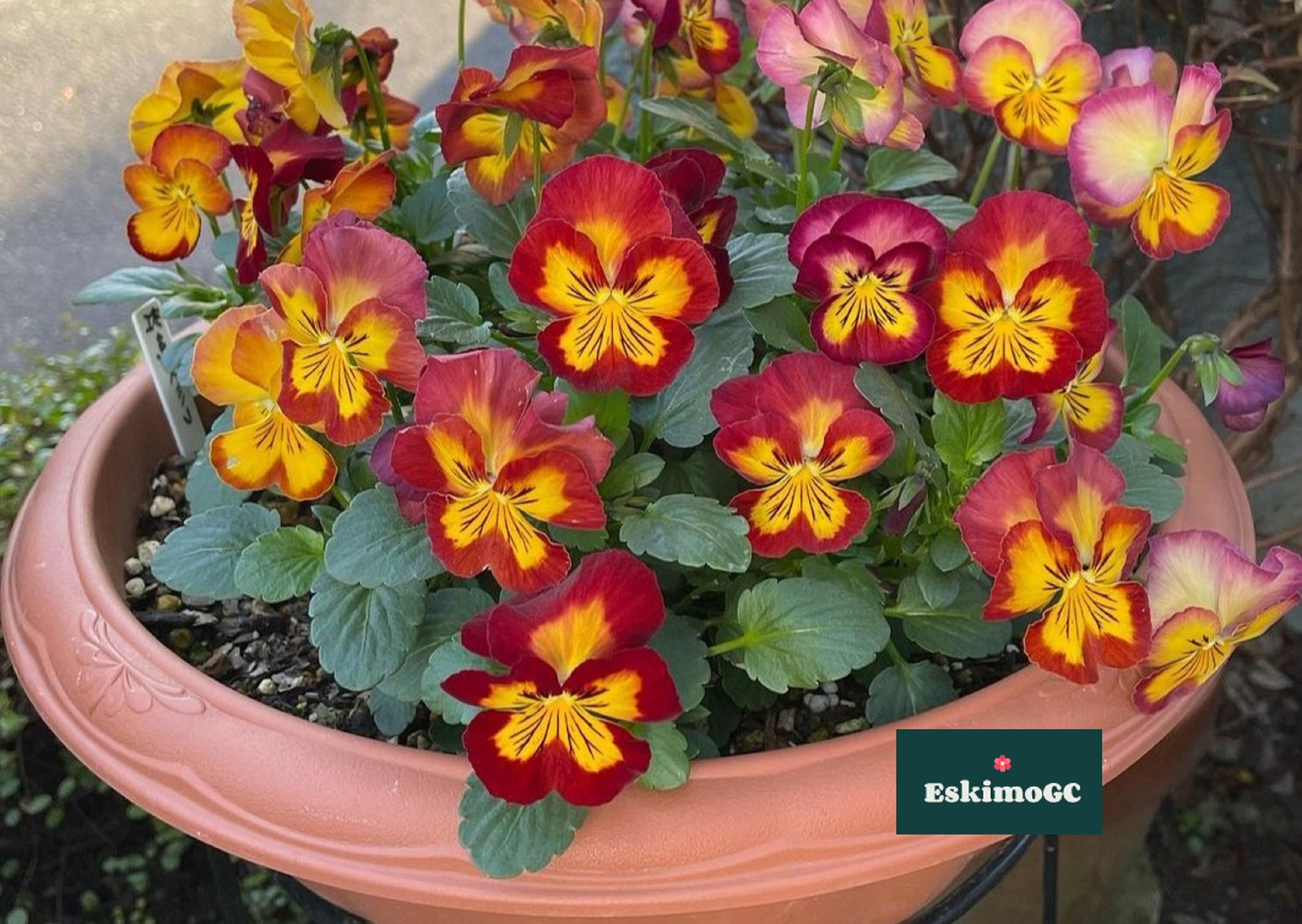 Pansy sapporo seeds for sale  