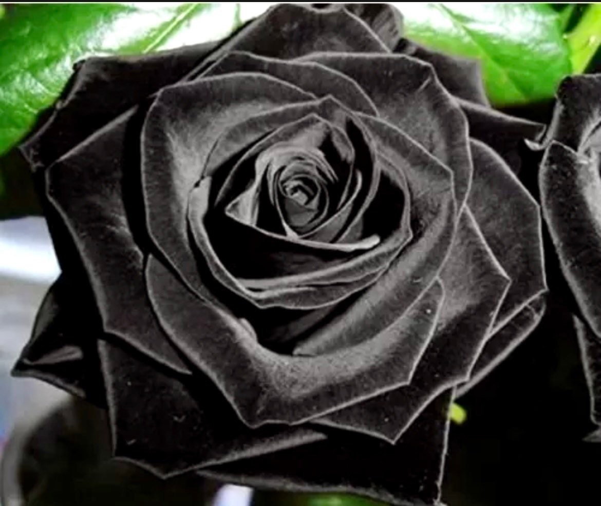 Turkish black rose for sale  
