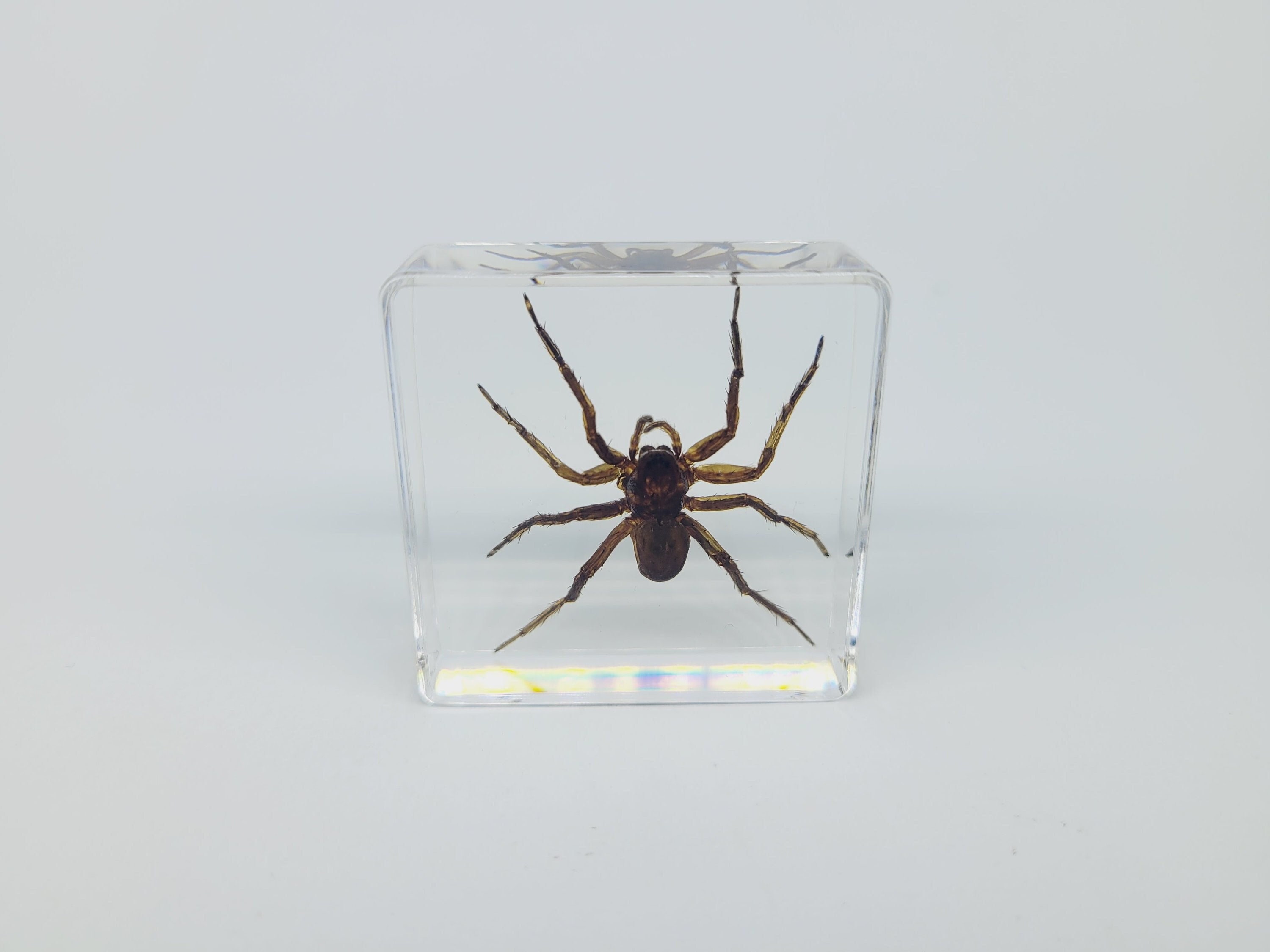Wolf spider lucite for sale  