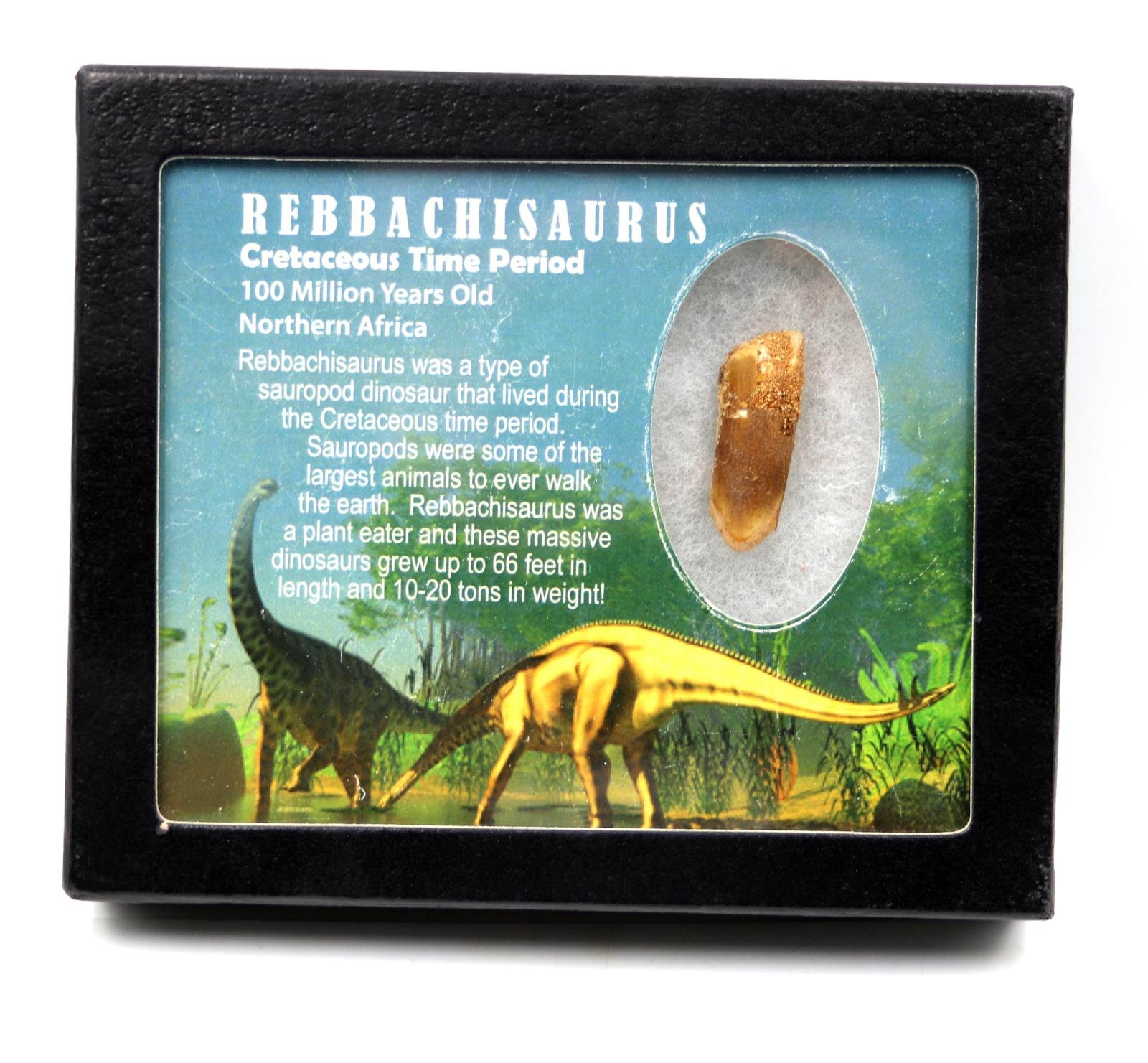 Rebbachisaurus sauropod dinosaur for sale  