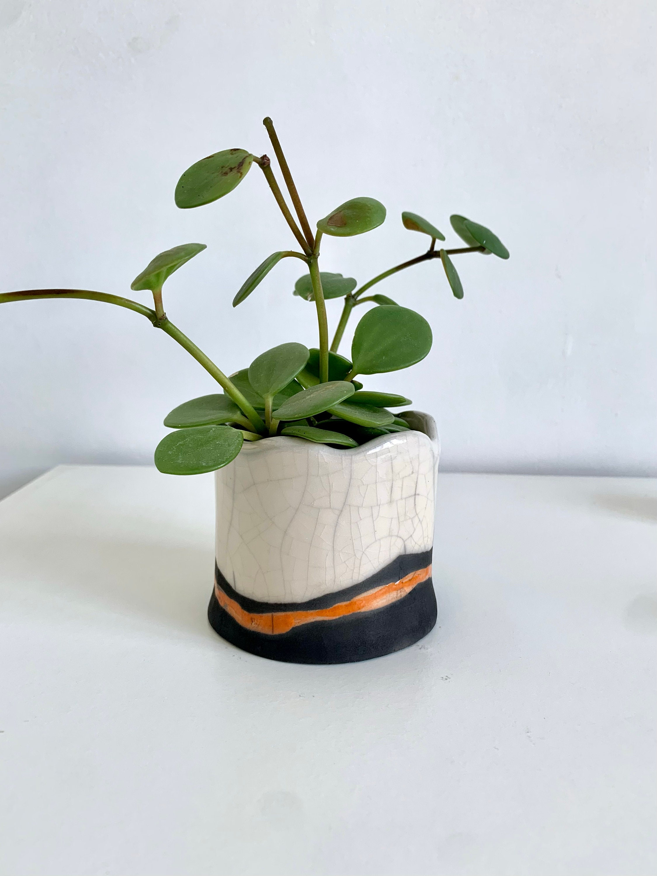 Plant holder succulent for sale  