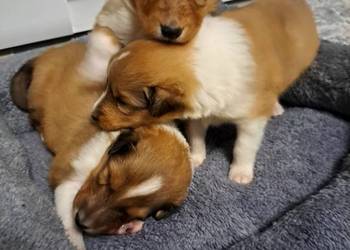 Owczarek Szkockie Collie szczeniaki, używany na sprzedaż  Radom