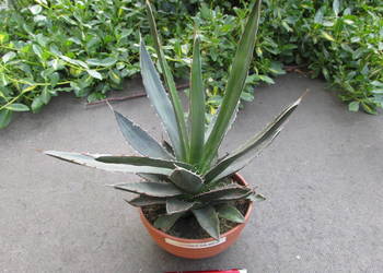 Odhodowana ponad 6-letnia agawa z Meksyku - Agave horrida var. gilbeyi na sprzedaż  Kraków