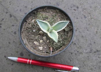 Super miniaturowa barwna agawa - agave patonii variegata - sadzonka, używany na sprzedaż  Kraków