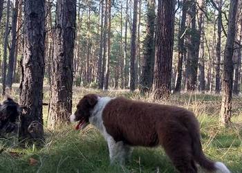 Border collie piesek na sprzedaż  Bydgoszcz