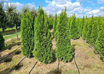 Tuja Szmaragd,Thuja Smaragd 220 cm i WYŻSZE - SUPER JAKOŚĆ, PRODUCENT, używany na sprzedaż  Warszawa