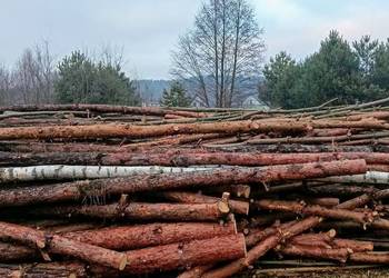 Drewno opałowe, kominkowe sosna, brzoza, buk na sprzedaż  Kroczyce