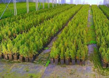 Tuja szmaragd 30-50 cm Thuja smaragd 30-50 cm Okazja!! na sprzedaż  Skrzyszów