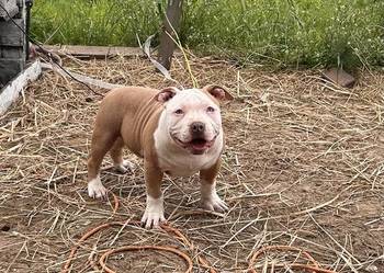 American bully pocket na sprzedaż  Samarzewo