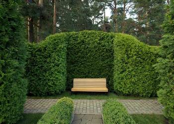 Thuja brabant 100cm świerk srebrny jodła kaukaska sadzonki, używany na sprzedaż  Rybnik