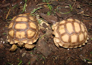 Używany, żółwie pustynne na sprzedaż  Gliwice