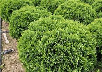 Tuja DANIKA,Thuja Occidentalis DANICA, średnica ok. 50 cm; 70 zł/sztuka na sprzedaż  Warszawa