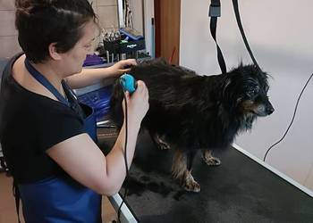 Używany, Groomer psi fryzjer pielęgnacja kąpiel strzyżenie rozczesywa na sprzedaż  Radom