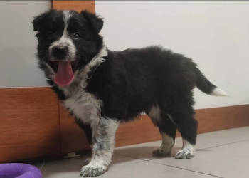 Używany, BORDER COLLIE rasowy szczeniak z hodowli, pełna dok. hodowlana na sprzedaż  Iwonicz