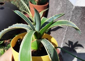 Używany, AGAWA Agave americana variegata na sprzedaż  Szczecin