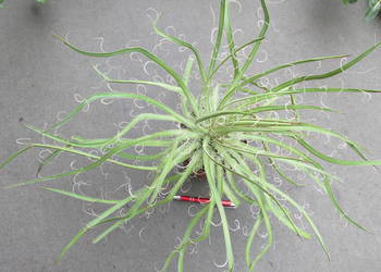 Odhodowana ponad 10-letnia agawa - agave x leopoldii, używany na sprzedaż  Kraków