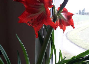 Kwiat doniczkowy - amarylis / hipeastrum, wallota, używany na sprzedaż  Skoczów
