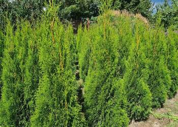 Tuja Szmaragd,Thuja Smaragd 140-160 SUPER JAKOŚĆ, PRODUCENT, używany na sprzedaż  Mogielnica