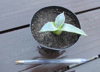 Używany, Super miniaturowa agawa - agave patonii compacta - sadzonka na sprzedaż  Kraków