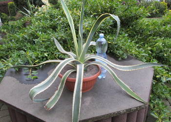 Używany, Kilkunastoletnia dwukolorowa agawa - Agave americana variegata na sprzedaż  Kraków