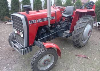Massey Ferguson 255 na sprzedaż  Bruśnik