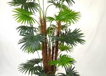 Palma Waszyngtonia Daktylowiec Liwistonia Fan Palm Wachlarzowa Robusta 170 na sprzedaż  Wąbrzeźno