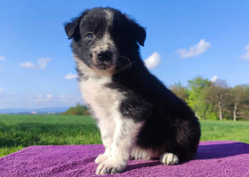 Rasowy pies Border Collie z Hodowli - szczenię z pełną dok. hodowlaną, używany na sprzedaż  Iwonicz