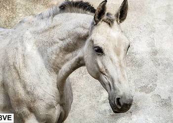 Tapeta, fototapeta Koń, Konie 3D na sprzedaż  Leszno