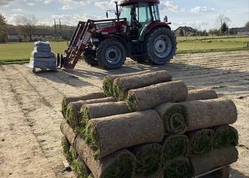 trawnik z rolki na sprzedaż trawnik z rolki na sprzedaż Skrzynice-Kolonia