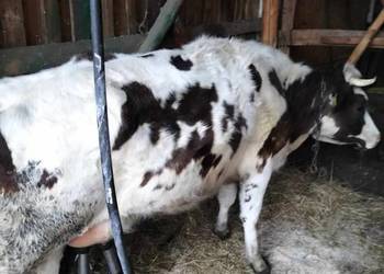 Krowa mleczna dwuletnia na sprzedaż  Wiesiółka