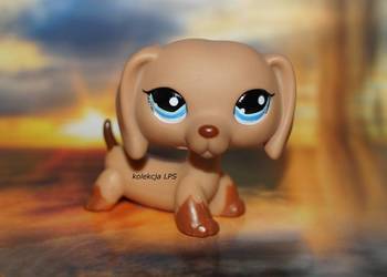 Używany, LPS Littlest Pet Shop jamnik #1211 oryginalny POP UNIKAT na sprzedaż  Rybnik